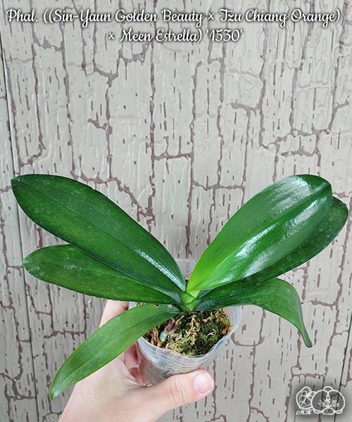 Phal. Sin-Yaun Golden Beauty Tzu Chiang Orange — изображение 2