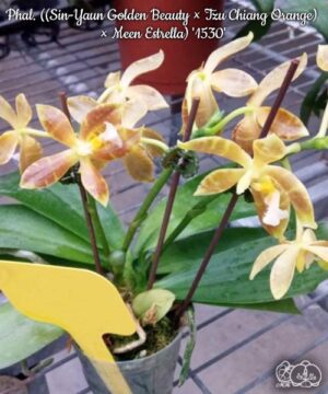 Phal. Sin-Yaun Golden Beauty Tzu Chiang Orange