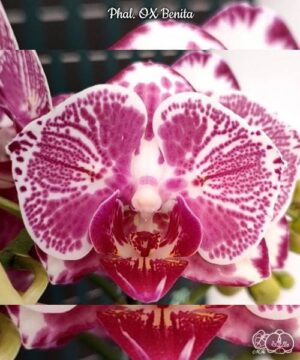 Орхидея Phal. OX Benita — купить сортовой фаленопсис из Азии