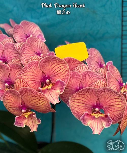 Орхидея Phal. Dragon Heart Big Lip — купить сортовой фаленопсис биг лип