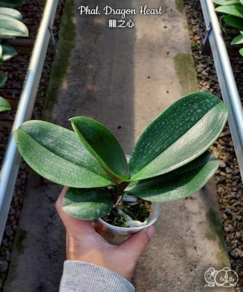 Phal. Dragon Heart Big Lip — изображение 3