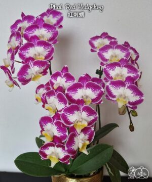 Орхидея Phal. Red Hedgehog — купить сортовой фаленопсис