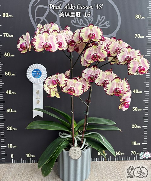 Phal. Miki Crown 16 sm toga — изображение 5