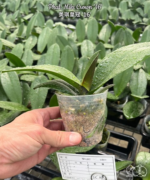 Phal. Miki Crown 16 sm toga — изображение 6