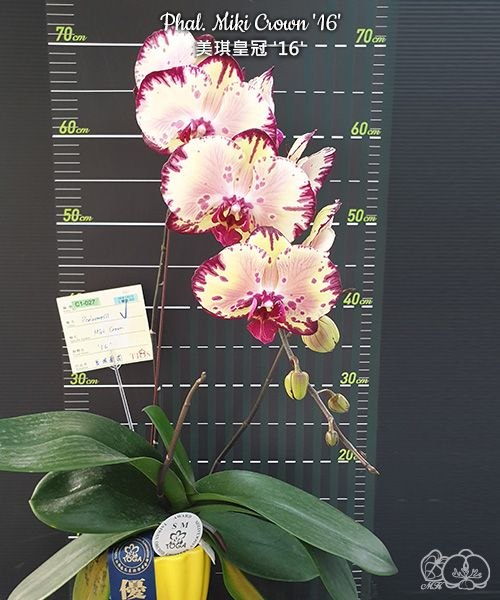 Phal. Miki Crown 16 sm toga — изображение 2