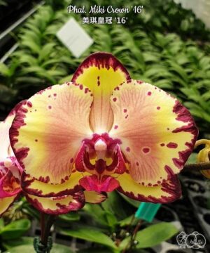 Орхидея Phal. Miki Crown — купить сортовой фаленопсис