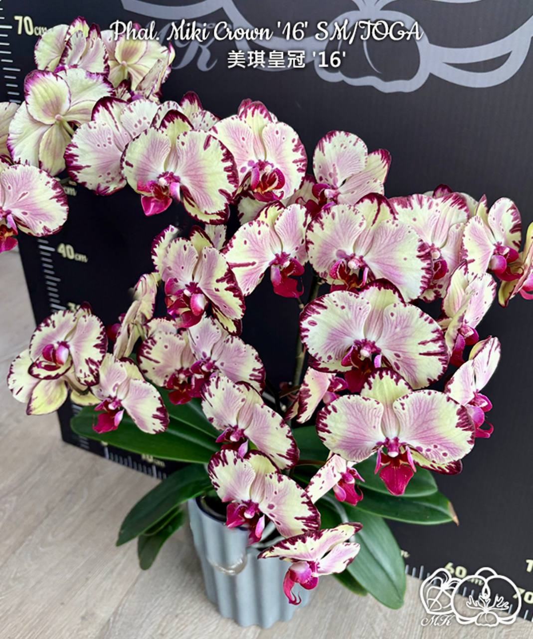 Phal. Miki Crown 16 sm toga — изображение 3