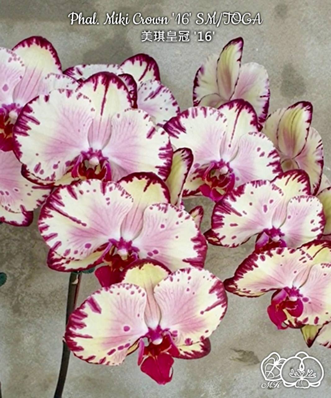 Phal. Miki Crown 16 sm toga — изображение 4