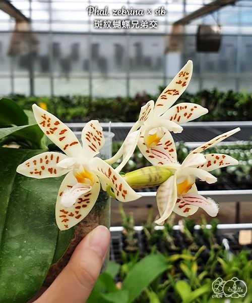 Phal. zebrina sib — изображение 5