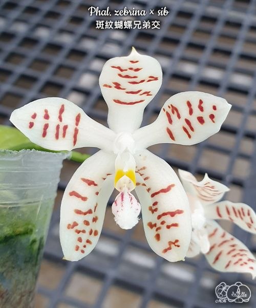 Phal. zebrina sib — изображение 6