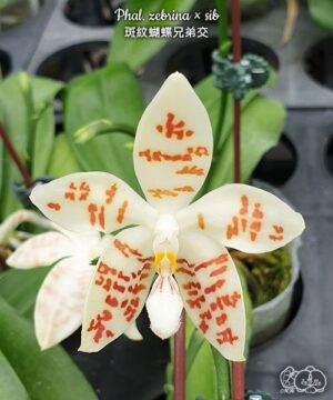 Фаленопсис Phal. zebrina × sib фото цветения сортовой фаленопсис из Азии