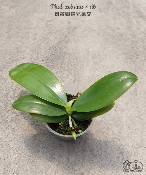 Phal. zebrina sib — изображение 7