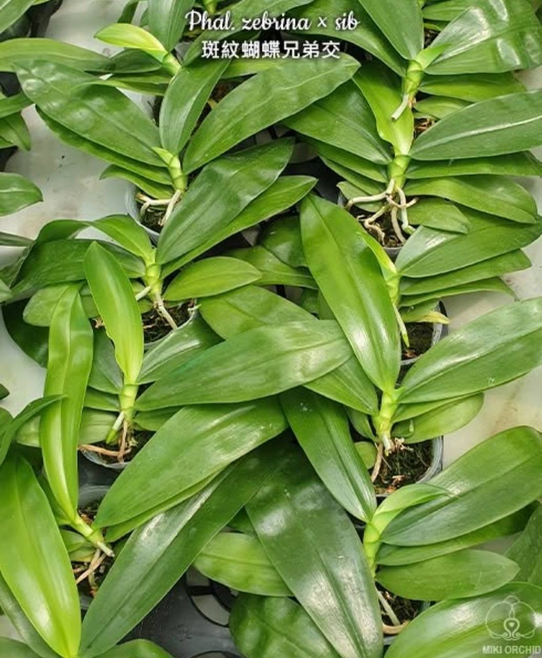 Phal. zebrina sib — изображение 2