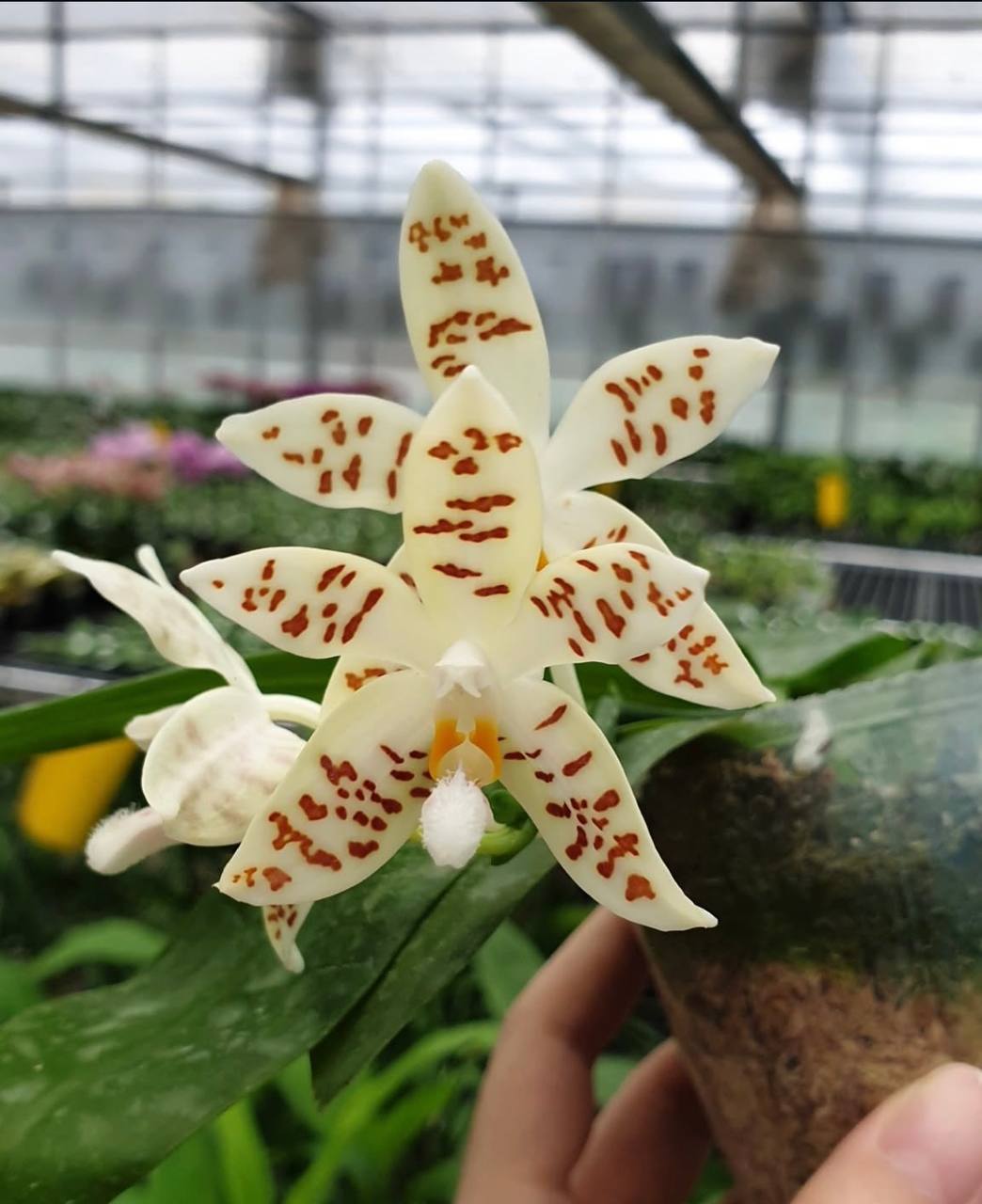 Phal. zebrina sib — изображение 3