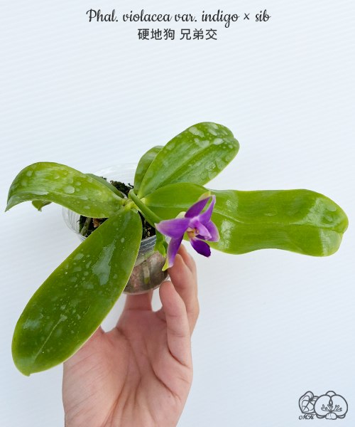 Phal. violacea var. indigo sib — изображение 3