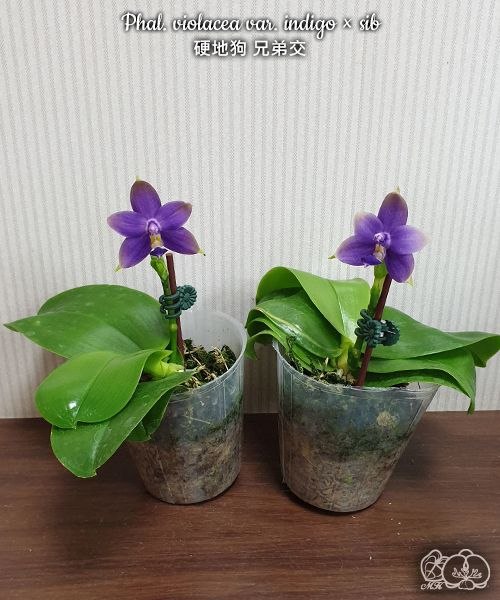 Phal. violacea var. indigo sib — изображение 4