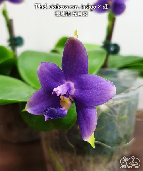 Phal. violacea var. indigo sib — изображение 2