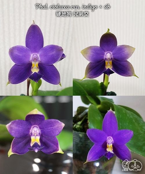 Фаленопсис Phal. violacea var. indigo × sib купить