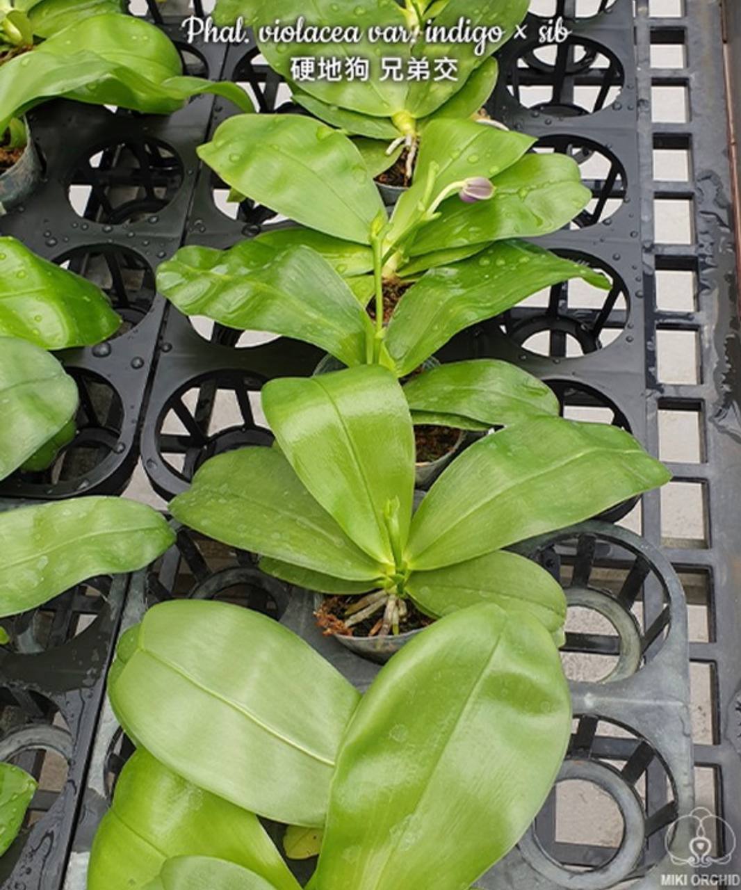 Phal. zebrina sib — изображение 4