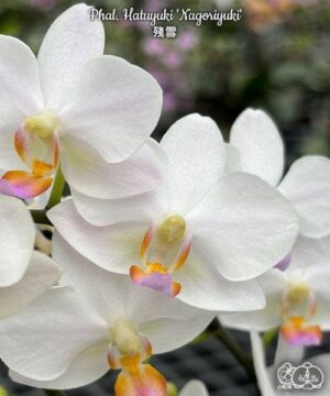 Phal. Hatuyuki Nagoriyuki