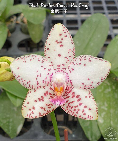 Phal. Brother Prince Hai Tony