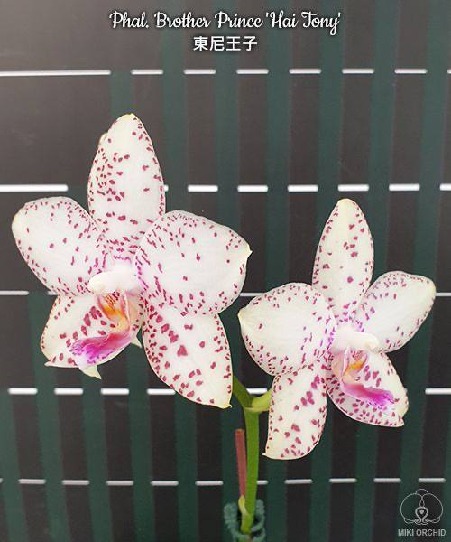 Phal. Brother Prince Hai Tony — изображение 4