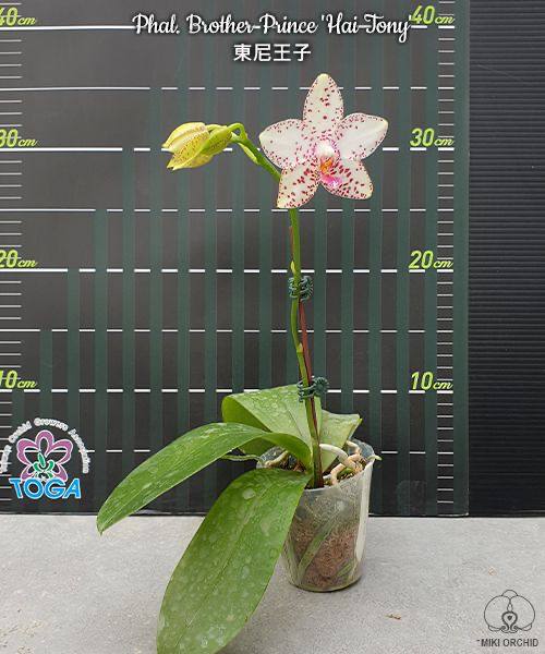 Phal. Brother Prince Hai Tony — изображение 2