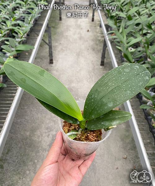 Phal. Brother Prince Hai Tony — изображение 3