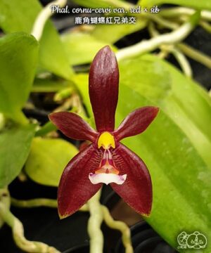 Phalaenopsis cornu cervi var. red × sib