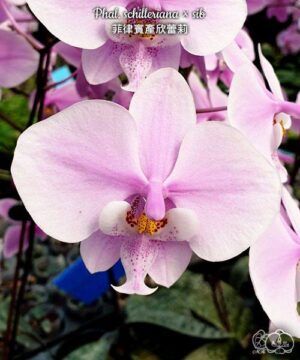 Phal. Schilleriana Sib