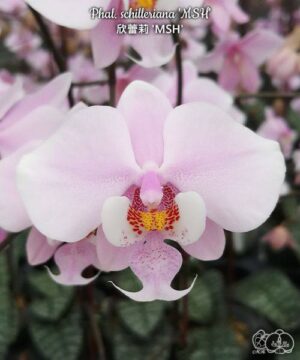 Phal. schilleriana MSH