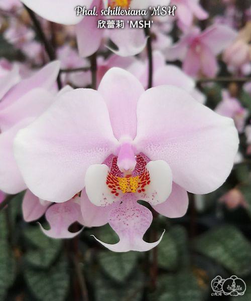Phal. schilleriana MSH