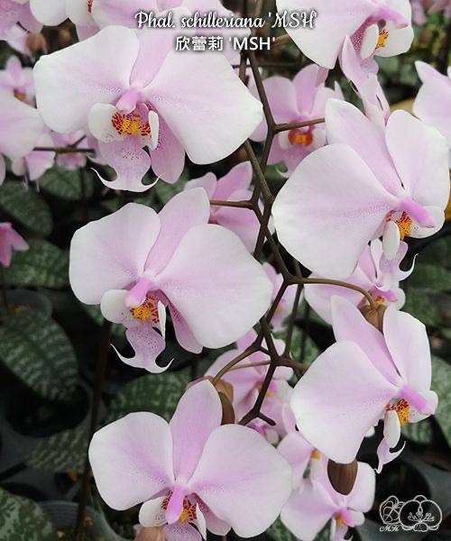 Phal. schilleriana MSH — изображение 2
