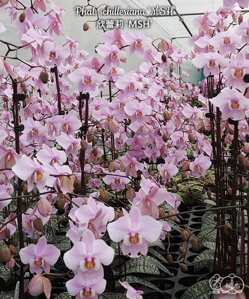 Phal. schilleriana MSH — изображение 3