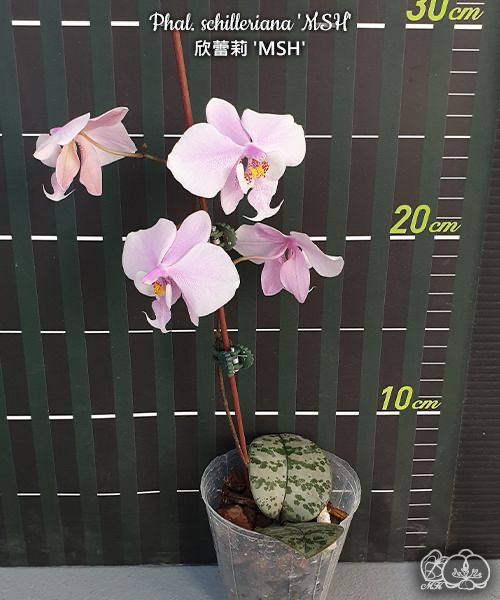 Phal. schilleriana MSH — изображение 4