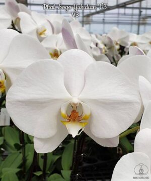 Phal. Sogo Yukidian V3