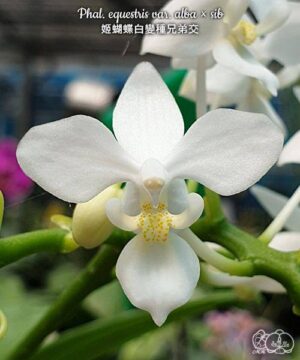 Phal. equestris var. alba sib