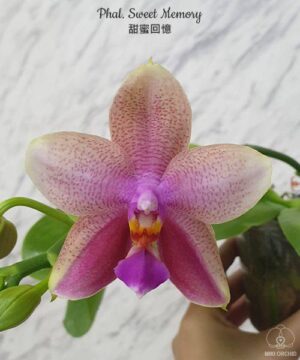 Phal. Sweet Memory