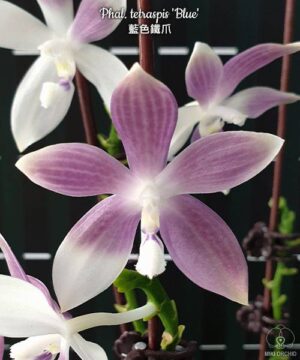 Phal. tetraspis Blue