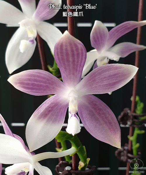 Phal. tetraspis Blue