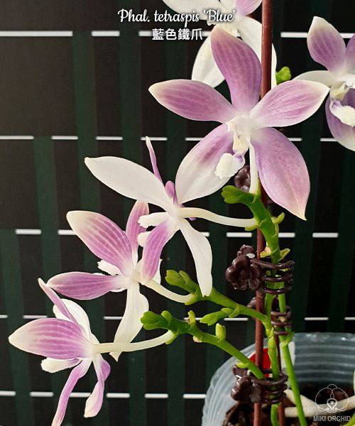 Phal. tetraspis Blue — изображение 2