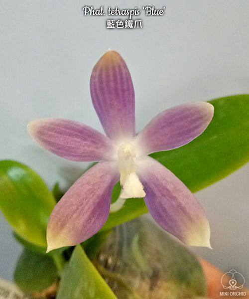 Phal. tetraspis Blue — изображение 3