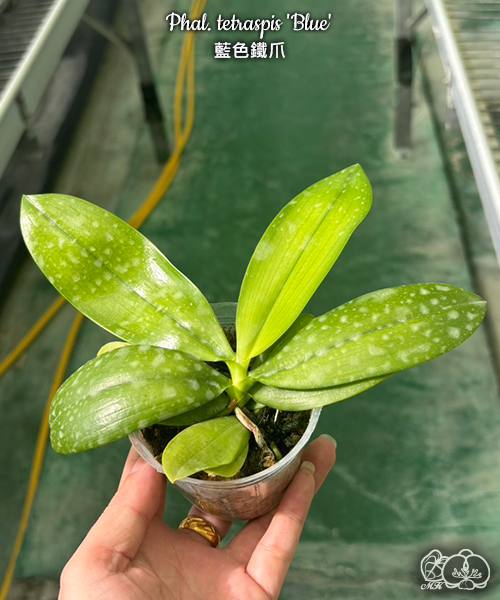 Phal. tetraspis Blue — изображение 4