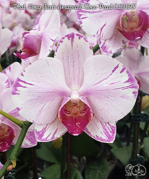 Phal. Fong Tien's Amapearl Cone Pearl CL913G