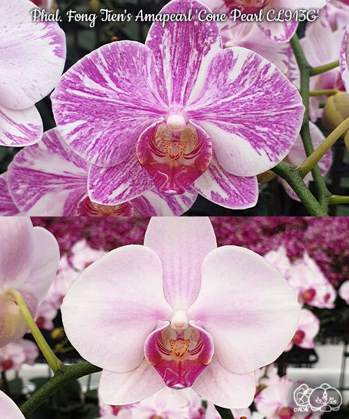 Phal. Fong Tien's Amapearl Cone Pearl CL913G — изображение 2
