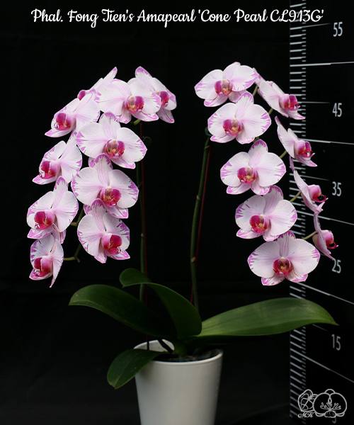 Phal. Fong Tien's Amapearl Cone Pearl CL913G — изображение 3