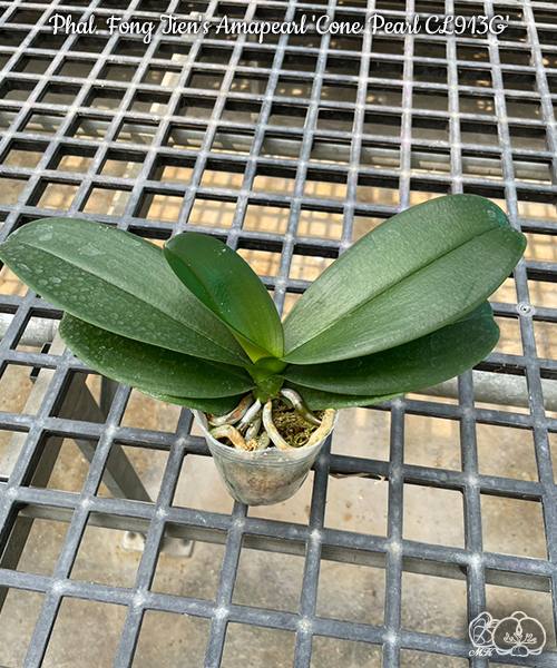 Phal. Fong Tien's Amapearl Cone Pearl CL913G — изображение 4