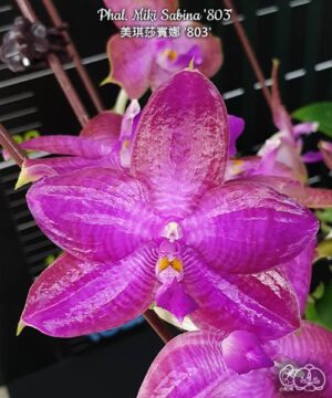 Phal. Miki Sabina 803
