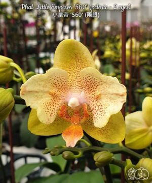 Phal. Little Emperor 560