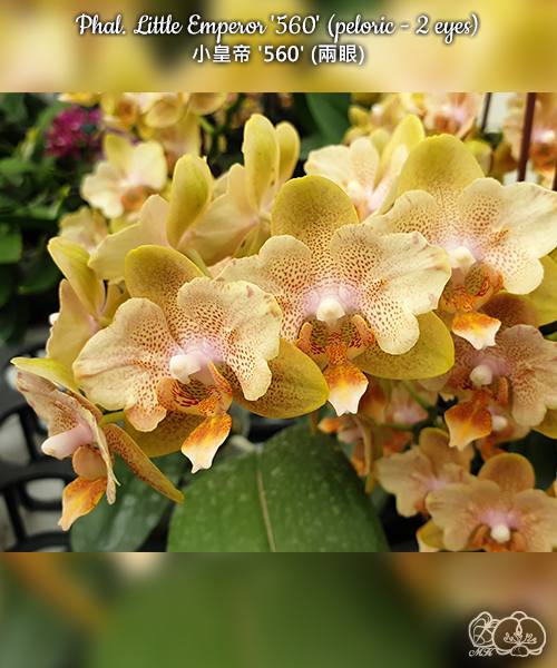 Phal. Little Emperor 560 — изображение 2